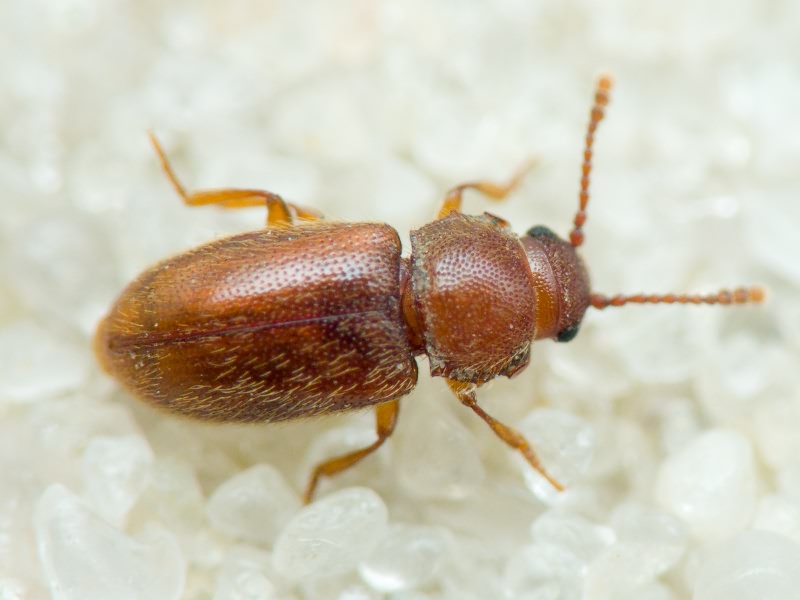 Cryptophagus Herbst, 1792